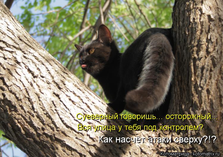 Суеверный говоришь... осторожный... Вся улица у тебя под контролем? Как насчёт атаки сверху?!?... Котоматрица: Суеверный говоришь... осторожный... Вся улица у тебя под контролем? Как насчёт атаки сверху?!?