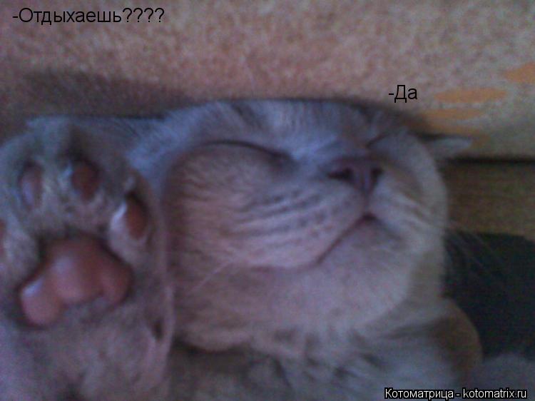Котоматрица: -Отдыхаешь???? -Да