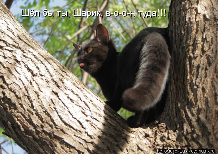 Котоматрица: Шёл бы ты, Шарик, в-о-о-н туда!!!