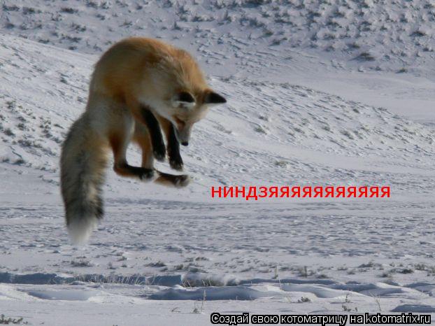 Котоматрица: ниндзяяяяяяяяяяя