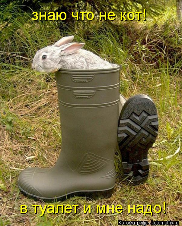знаю что не кот! в туалет и мне надо!... Котоматрица: знаю что не кот! в туалет и мне надо!
