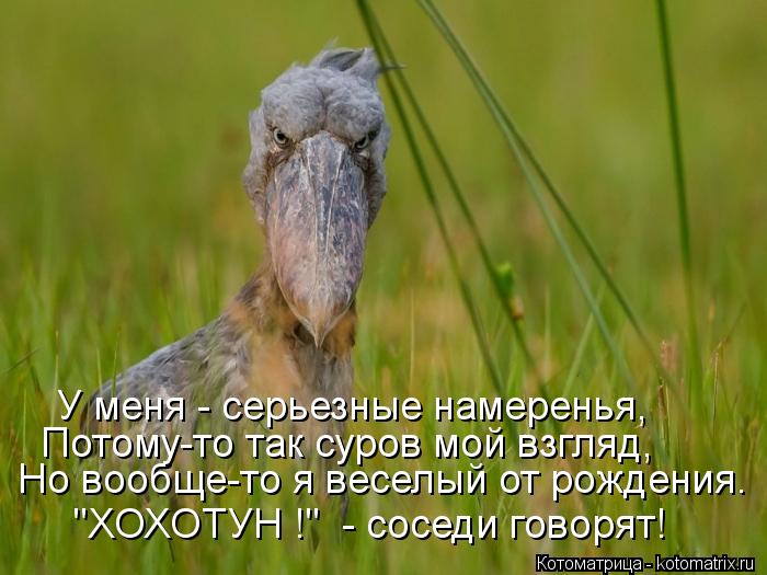 Но вообще-то я веселый от рождения. У меня - серьезные намеренья, Потому-то так суров мой взгляд, "ХО... Котоматрица: Но вообще-то я веселый от рождения. У меня - серьезные намеренья, Потому-то так суров мой взгляд, "ХОХОТУН !" - соседи говорят!