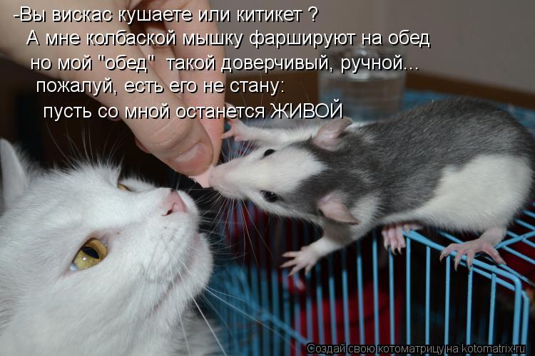 Котоматрица: -Вы вискас кушаете или китикет ?  А мне колбаской мышку фаршируют на обед  но мой "обед"  такой доверчивый, ручной...  пожалуй, есть его не стану: