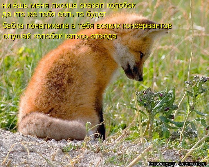 Котоматрица: ни ешь меня лисица сказал колобок да кто же тебя есть то будет бабка понапихала в тебя всяких консервантов  слушай колобок катись отсюда