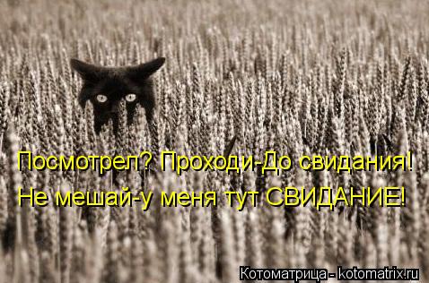 Котоматрица: Посмотрел? Проходи-До свидания! Не мешай-у меня тут СВИДАНИЕ!