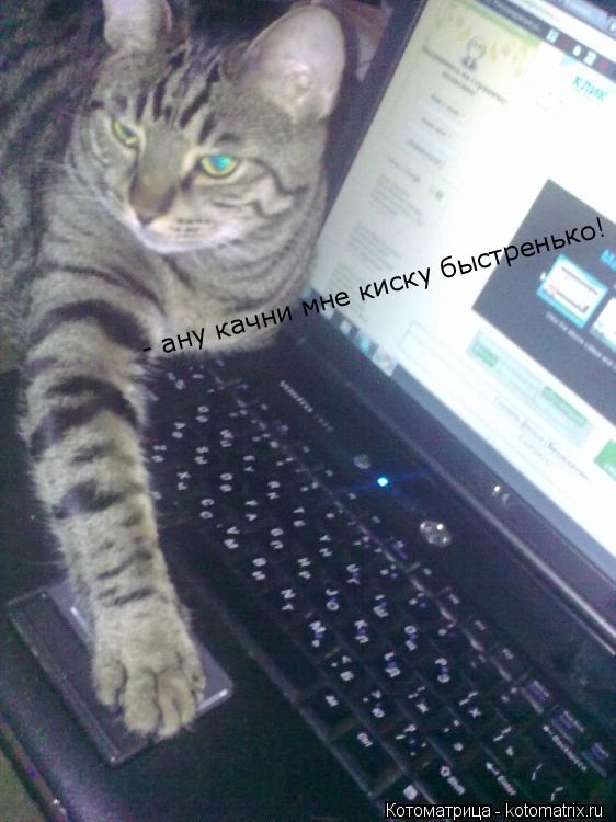 Котоматрица: - ану качни мне киску быстренько!