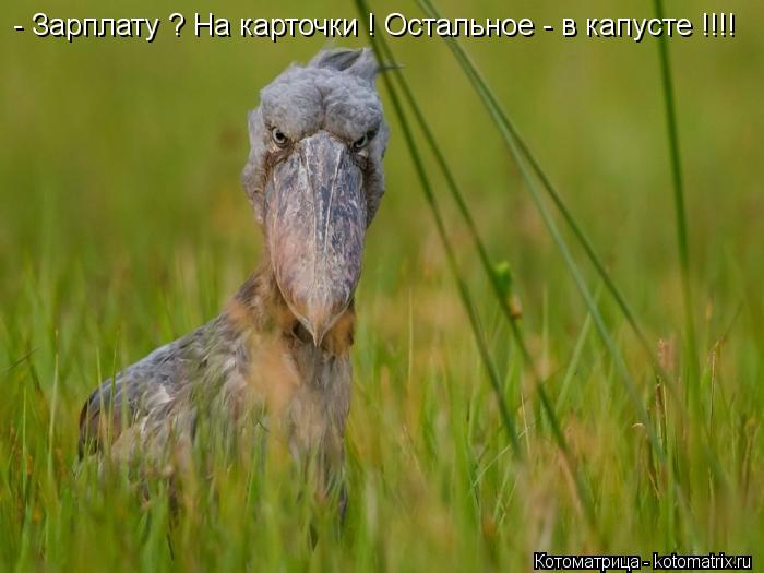 Котоматрица: - Зарплату ? На карточки ! Остальное - в капусте !!!!