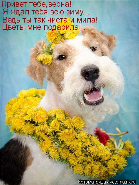 Котоматрица: Привет тебе,весна! Я ждал тебя всю зиму... Ведь ты так чиста и мила! Цветы мне подарила!..