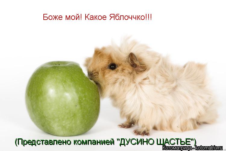 Котоматрица: Боже мой! Какое Яблоччко!!! (Представлено компанией "ДУСИНО ЩАСТЬЕ")