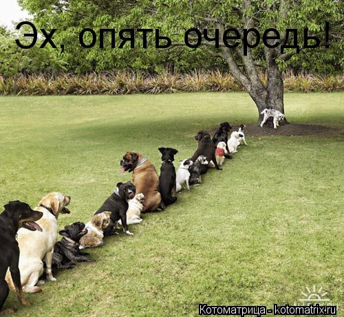 Эх, опять очередь!... Котоматрица: Эх, опять очередь!