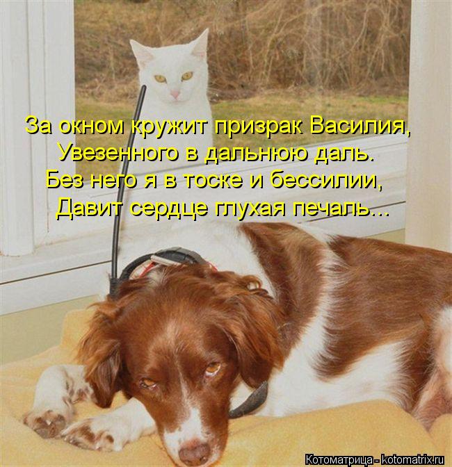 Котоматрица: За окном кружит призрак Василия, Увезенного в дальнюю даль. Без него я в тоске и бессилии, Давит сердце глухая печаль...