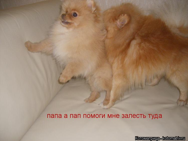 Котоматрица: папа а пап помоги мне залесть туда