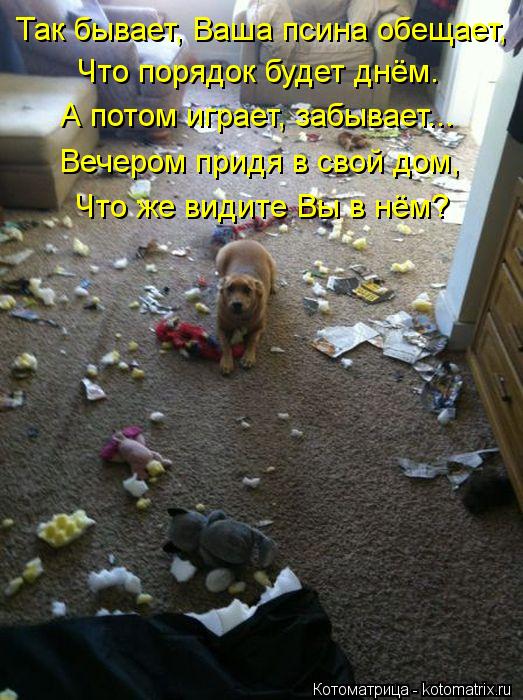 Так бывает, Ваша псина обещает, Что порядок будет днём. А потом играет, забывает... Вечером придя в с... Котоматрица: Так бывает, Ваша псина обещает, Что порядок будет днём. А потом играет, забывает... Вечером придя в свой дом, Что же видите Вы в нём?