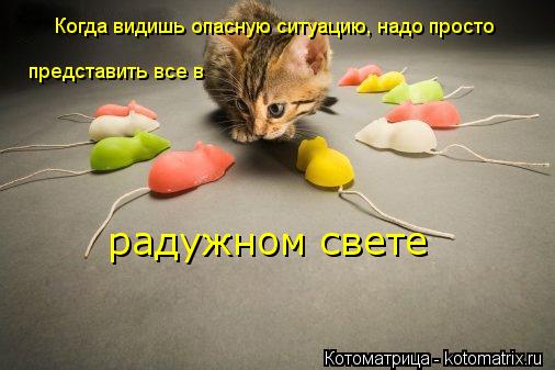 Когда видишь опасную ситуацию, надо просто представить все в радужном свете... Котоматрица: Когда видишь опасную ситуацию, надо просто представить все в радужном свете