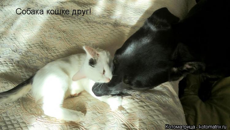 Котоматрица: Собака кошке друг!