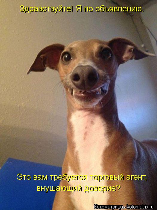 Котоматрица: Это вам требуется торговый агент,  внушающий доверие? Здравствуйте! Я по объявлению.