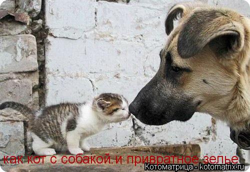 как кот с собакой.и привратное зелье... Котоматрица: как кот с собакой.и привратное зелье