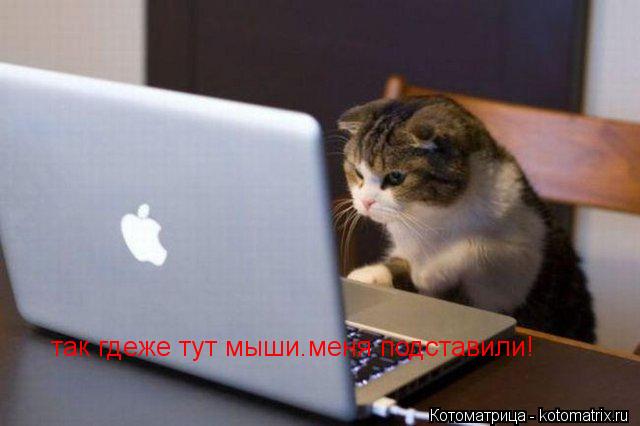 Котоматрица: так гдеже тут мыши.меня подставили!