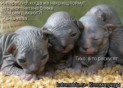 Интерестно, когда же наконец поймут, Что иноплнетяне ближе Чем они думают?! Ха-ха-хааа........ Тихо, ... Котоматрица: Интерестно, когда же наконец поймут, Что иноплнетяне ближе Чем они думают?! Ха-ха-хааа........ Тихо, а то раскусят
