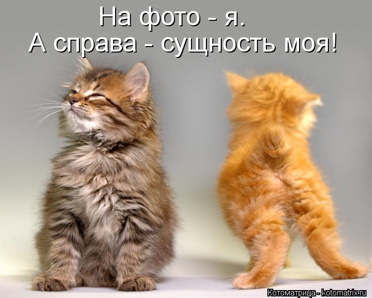 Котоматрица: На фото - я. А справа - сущность моя!