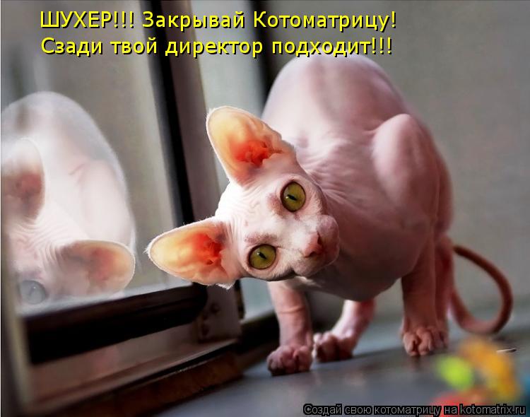 Котоматрица: ШУХЕР!!! Закрывай Котоматрицу! Сзади твой директор подходит!!!
