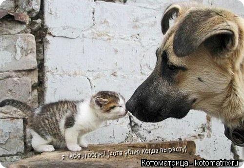 я тебя люблю! (хотя убью когда вырасту)... Котоматрица: я тебя люблю! (хотя убью когда вырасту)