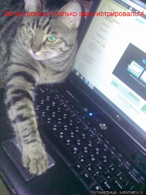 Котоматрица: Эй не трогать я только зарегистрировался!