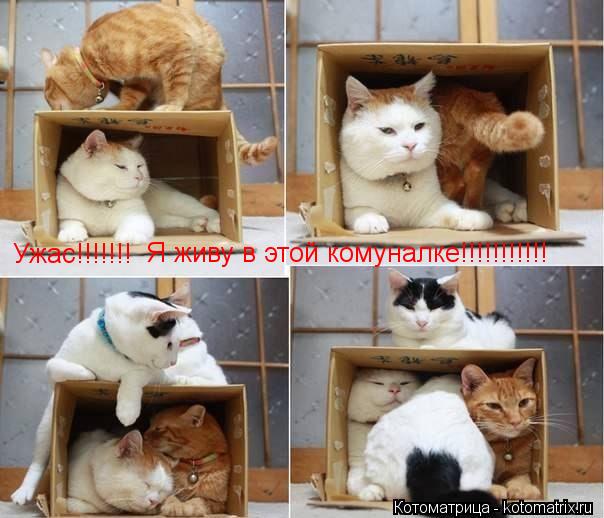 Ужас!!!!!!! Я живу в этой комуналке!!!!!!!!!!!... Котоматрица: Ужас!!!!!!! Я живу в этой комуналке!!!!!!!!!!!