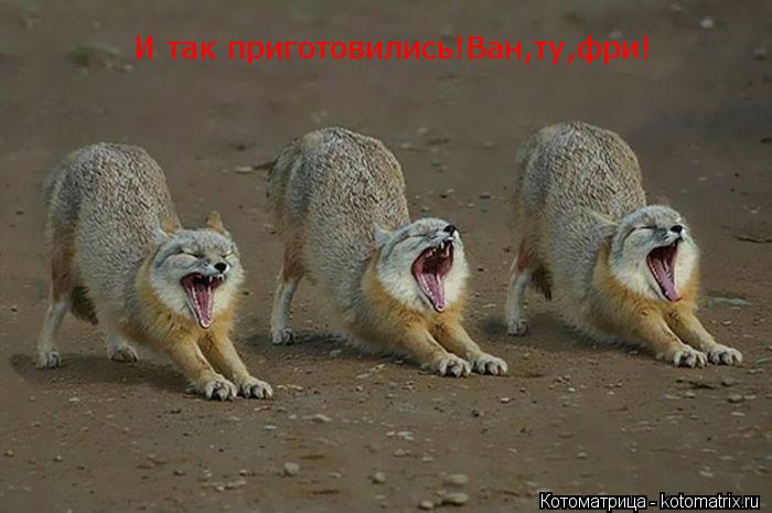 Котоматрица: И так приготовились!Ван,ту,фри!