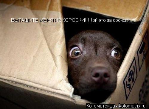 ВЫТАЩИТЕ МЕНЯ ИЗ КОРОБКИ!!!!!ой,это за сосиски....... Котоматрица: ВЫТАЩИТЕ МЕНЯ ИЗ КОРОБКИ!!!!!ой,это за сосиски....