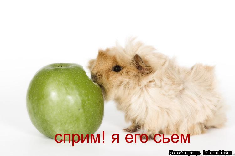 Котоматрица: сприм! я его сьем