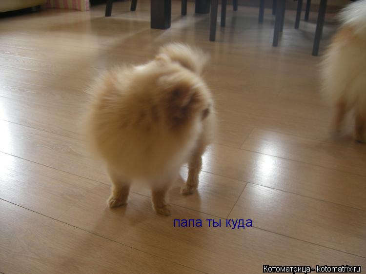Котоматрица: папа ты куда
