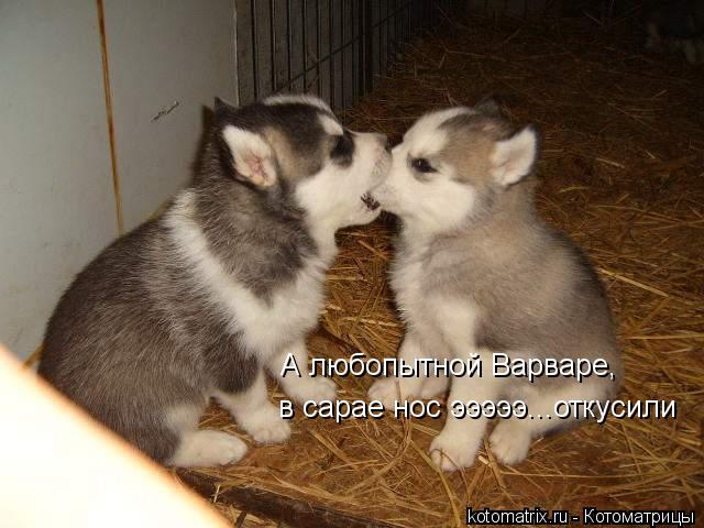 А любопытной Варваре, в сарае нос эээээ...откусили... Котоматрица: А любопытной Варваре, в сарае нос эээээ...откусили