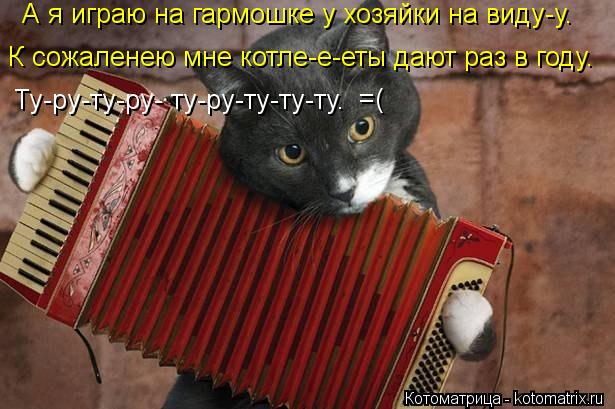 Котоматрица: А я играю на гармошке у хозяйки на виду-у. К сожаленею мне котле-е-еты дают раз в году. Ту-ру-ту-ру- ту-ру-ту-ту-ту. =(