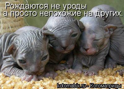 Рождаются не уроды а просто непохожие на других...... Котоматрица: Рождаются не уроды а просто непохожие на других...