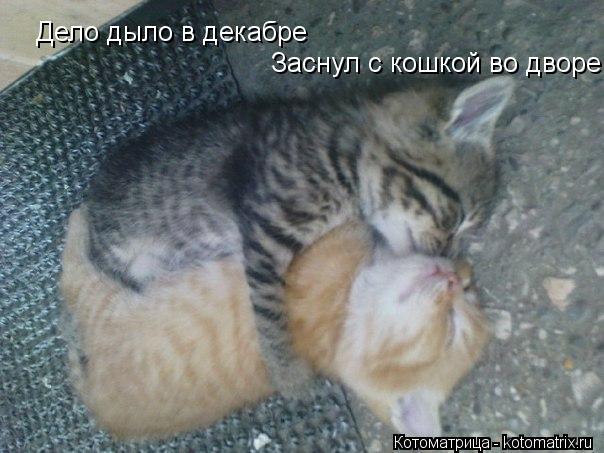 Котоматрица: Дело дыло в декабре  Заснул с кошкой во дворе .