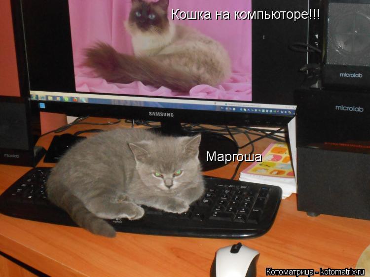 Маргоша Кошка на компьюторе!!!... Котоматрица: Маргоша Кошка на компьюторе!!!