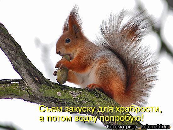 Съем закуску для храбрости, а потом водку попробую!... Котоматрица: Съем закуску для храбрости, а потом водку попробую!