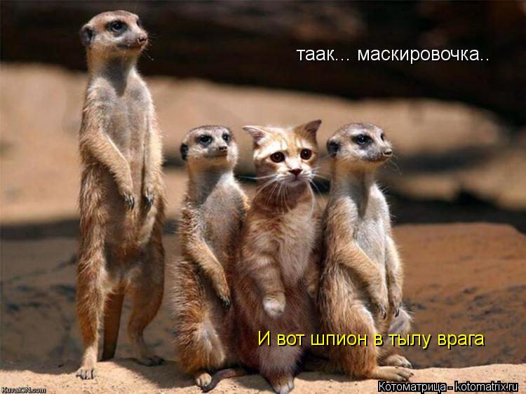 Котоматрица: таак... маскировочка.. И вот шпион в тылу врага