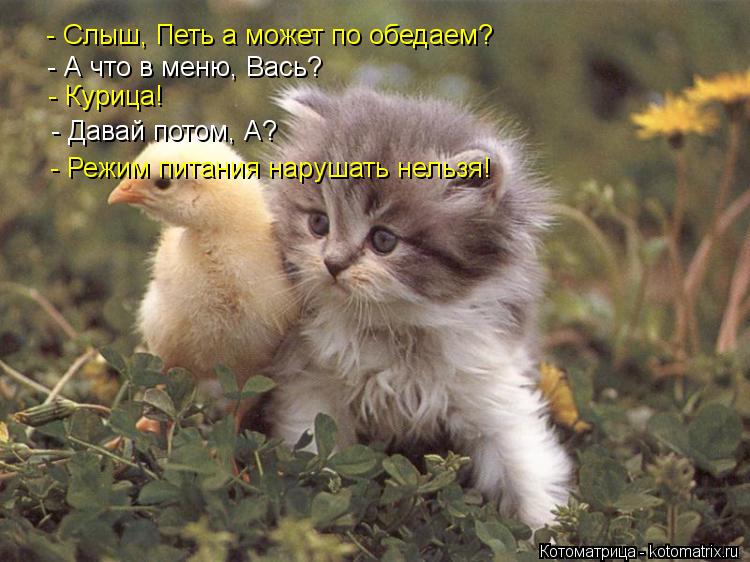 - Слыш, Петь а может по обедаем? - А что в меню, Вась? - Курица! - Давай потом, А? - Режим питания на... Котоматрица: - Слыш, Петь а может по обедаем? - А что в меню, Вась? - Курица! - Давай потом, А? - Режим питания нарушать нельзя!