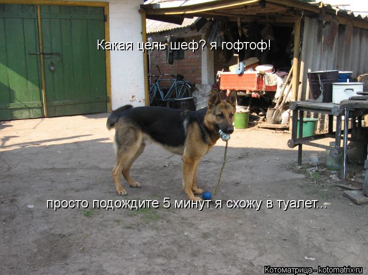 Какая цель шеф? я гофтоф! просто подождите 5 минут я схожу в туалет...... Котоматрица: Какая цель шеф? я гофтоф! просто подождите 5 минут я схожу в туалет...