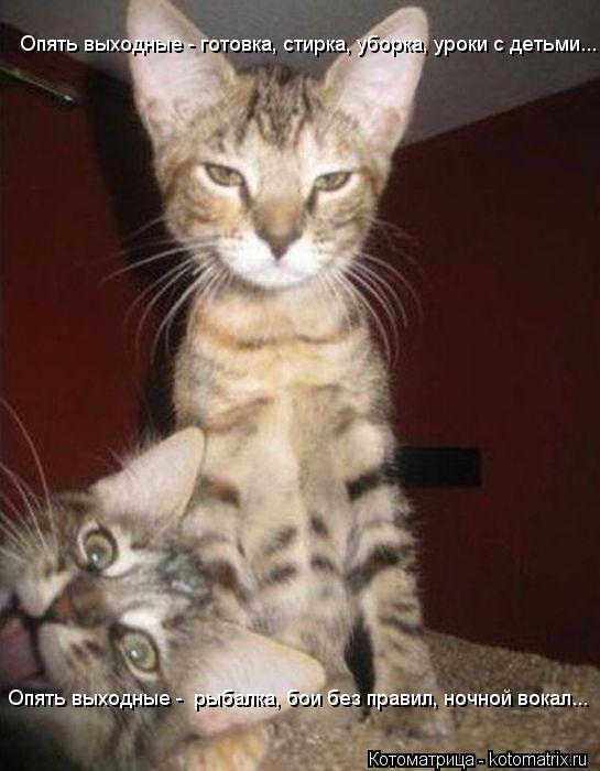 Котоматрица: Опять выходные - готовка, стирка, уборка, уроки с детьми... Опять выходные -  рыбалка, бои без правил, ночной вокал...