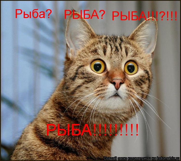 Котоматрица: Рыба? РЫБА? РЫБА!!!?!!! РЫБА!!!!!!!!!