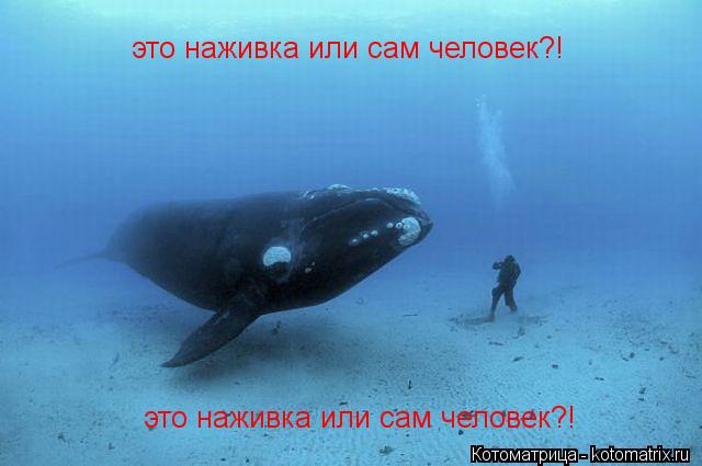 это наживка или сам человек?! это наживка или сам человек?!... Котоматрица: это наживка или сам человек?! это наживка или сам человек?!