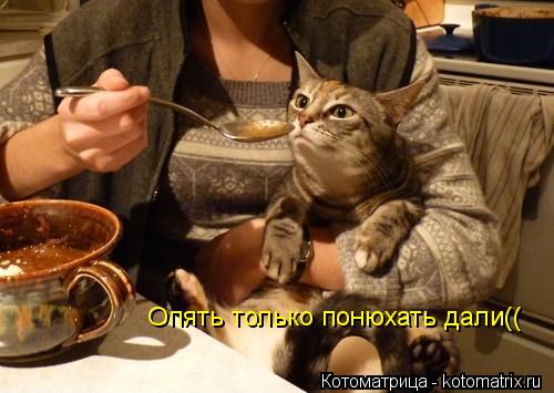 Котоматрица: Опять только понюхать дали((