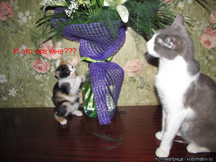 Котоматрица: И это все мне???