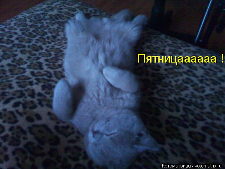 Котоматрица: Пятницаааааа !