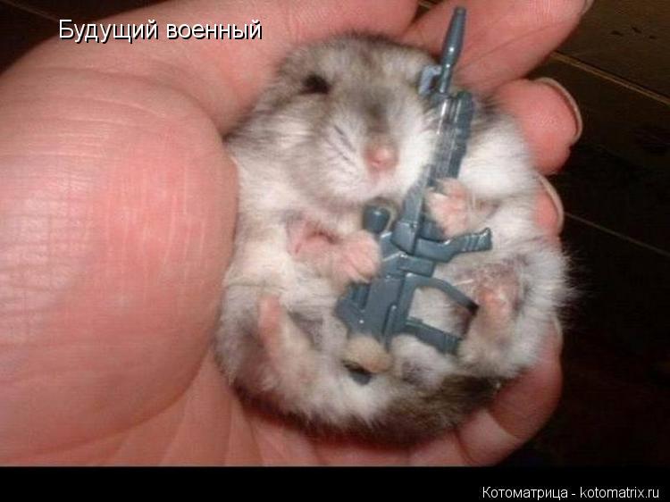Котоматрица: Будущий военный