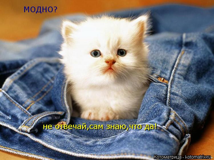 МОДНО? не отвечай,сам знаю,что да!... Котоматрица: МОДНО? не отвечай,сам знаю,что да!