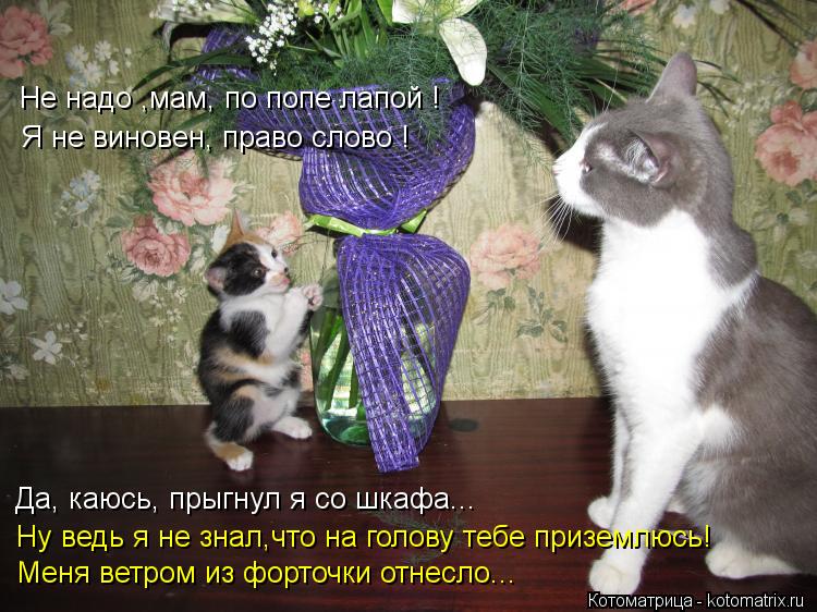 Не надо ,мам, по попе лапой ! Я не виновен, право слово ! Ну ведь я не знал,что на голову тебе призем... Котоматрица: Не надо ,мам, по попе лапой ! Я не виновен, право слово ! Ну ведь я не знал,что на голову тебе приземлюсь! Да, каюсь, прыгнул я со шкафа... Меня вет